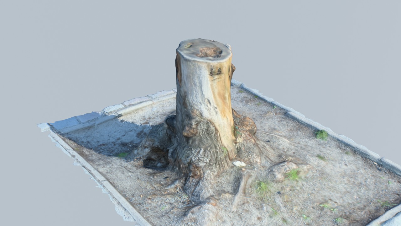Tree trunk view A